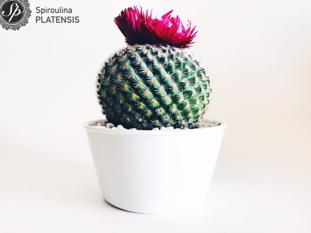 hemorrhoids spirulina spiroulina platensis site