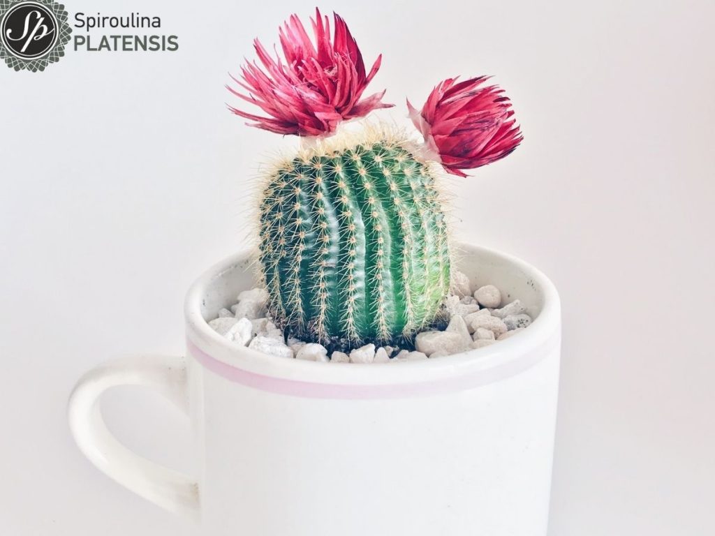 constipation spiroulina platensis spirulina 2 (1)