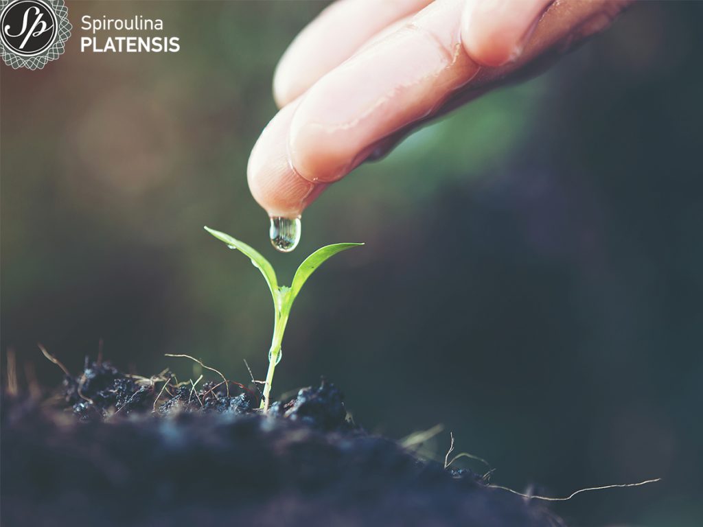 world water day save water spiroulina platensis spirulina