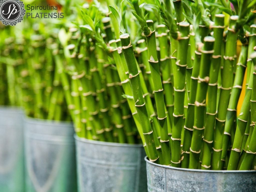 3 reasons we love bamboo! bamboo straws toothbrush spiroulina platensis