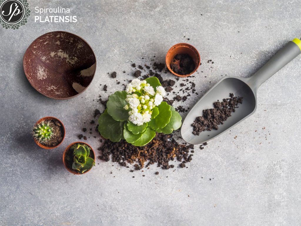 4 changes for a sustainable lifestyle watering can with seedling soil granite floor site
